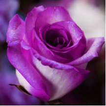 Sculpture en photo de rose de pourpre photos en relief