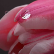 Sculpture en photo de rose de rose photo sculpture