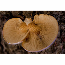 Sculpture en photo du champignon 8220 photo en découpe