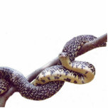 Sculpture tachetée en photo du Roi serpent Découpage En Acrylique