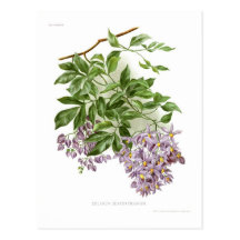 Seaforthianum de solanum carte postale