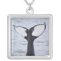 Sel, le collier de baleine de bosse