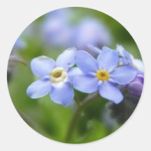 Sensible oubliez-moi pas des fleurs autocollant rond