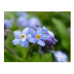 Sensible oubliez-moi pas des fleurs cartes postales