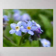 Sensible oubliez-moi pas des fleurs posters