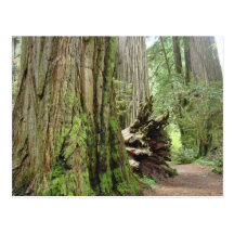 Séquoias de Californie de cartes postales d'arbre 