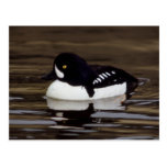 Série de faune de Goldeneye de brouettes # carte p