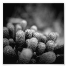 Série noire et blanche de photographie - cactus 2
