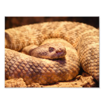 Serpent à sonnettes repéré effrayant photos sur toile