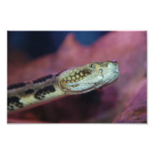 Serpent déplaisant  tirage photo