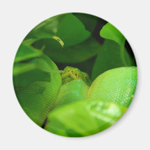 serpent vert de python d'arbre aimants pour réfrigérateur