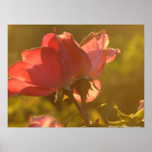 S'est levé au coucher du soleil affiches