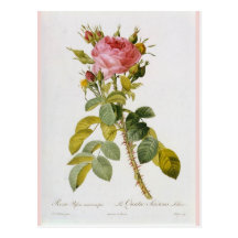 S'est levée la copie botanique - "Rosa Bifera" par Carte Postale