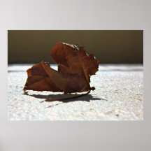 Seule une feuille affiches