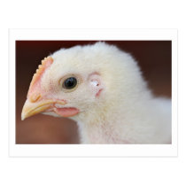 seulement poussin cartes postales