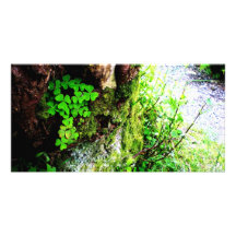Shamrocks de moines cartes de vœux avec photo