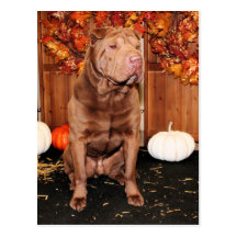 - Shar Pei - Hildebrand chanceux Carte Postale