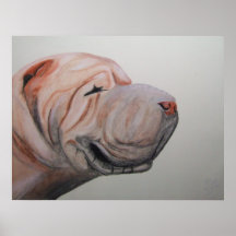Shar Pei Affiche