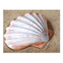 Shell en carte postale de sable