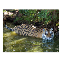 Shere-Khan-b-12 Carte Postale