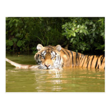 Shere-Khan-b-23 Carte Postale