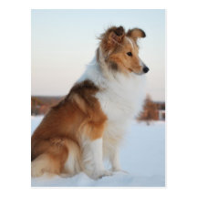 Shetland sheepdog paper product vykort