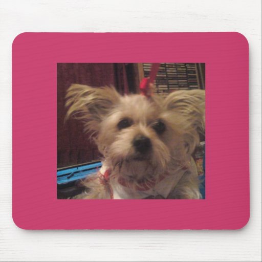 Shih Tzu Tapis De Souris