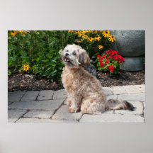 Shihpoo Maggie 2 Affiche