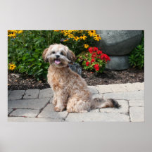 Shihpoo Maggie 3 Affiche