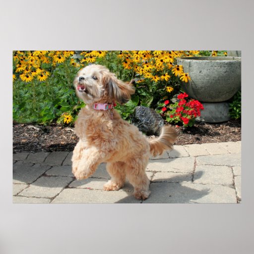 Shihpoo Maggie 4 Poster