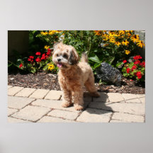 Shihpoo Maggie 5 Poster