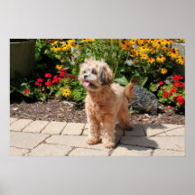 Shihpoo Maggie 6 Affiches