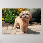 Shihpoo Maggie 7 Affiche