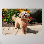 Shihpoo Maggie 8 Poster
