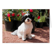 Shihpoo Mia 1 Cartes
