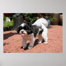 Shihpoo Mia 3 Affiches