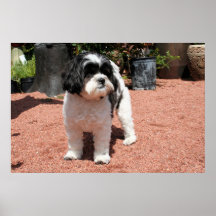 Shihpoo Mia 4 Affiche