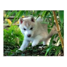 Siberian Husky Puppy Cartes Postales
