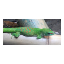 Signet géant de photo de Gecko de jour du Madagasc Motif Pour Double Carte