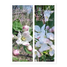 SIGNETS DE FLEURS D'APPLE CARTE POSTALE