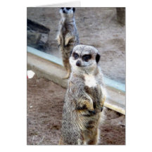 Simples chats carte de vœux