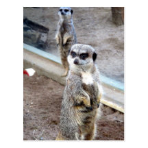 Simples chats carte postale