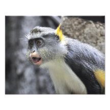 Singe coloré Multi de loup Photographies D’art