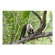Singe dans la jungle photographie d’art
