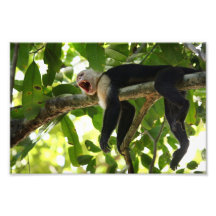 Singe de capucin photographes