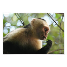 Singe de capucin  tirage photo
