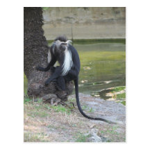 Singe de Colobus noir et blanc angolais Cartes Postales