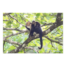 Singe de mère et de bébé photo sur toile