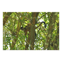Singe de mère et de bébé photographie