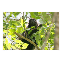 Singe d'hurleur dans la photo de jungle
